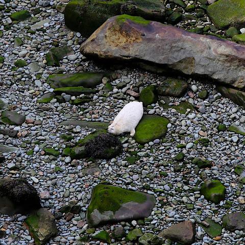 A plump white Grey Seal pup on a pebble beach, napping with its chin resting on a larger rock.
