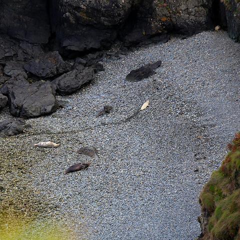Seal pup on a mission, leaving a damp trail all the way up a pebble beach.