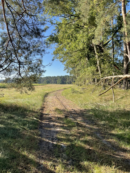 Ein Sandweg führt aus einem Wald raus auf eine freie Fläche.