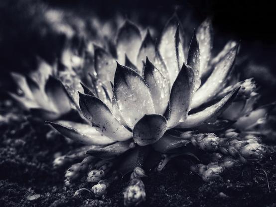 A striking, high-contrast, black-and-white close-up of a succulent plant, possibly a Sempervivum or houseleek. The plant's rosette shape is clearly defined, with individual pointed leaves layered in a spiral. A dusting of water droplets clings to the leaves, catching the light and adding texture. The foreground and background are blurred and dark, with the succulent appearing to grow from a bed of coarse soil or gravel, giving the image a moody, dramatic feel.