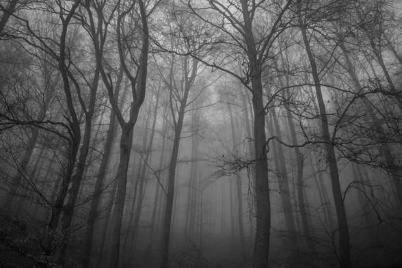Eine neblige Waldszene in Schwarzweiß mit hohen, kahlen Bäumen, die in Nebel gehüllt sind. Die Atmosphäre wirkt stimmungs- und geheimnisvoll, mit Schatten, die von den Ästen geworfen werden.