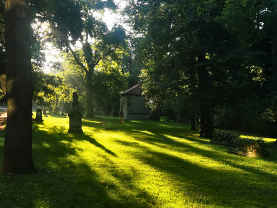 Ein stiller Friedhof in der Morgensonne. Hohe Bäume werfen lange Schatten auf eine grüne Wiese, auf der mehrere Grabsteine verteilt stehen. Durch das dichte Laub brechen Sonnenstrahlen und erzeugen helle Lichtstreifen im Hintergrund. Rechts steht eine  Mausoleum aus  Stein. Die Szene wirkt friedlich und naturverbunden.