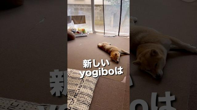 柴犬とん君、これ、使ってる?