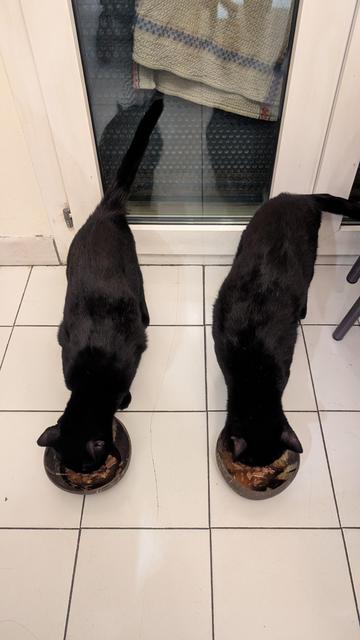 Photo de deux chats noirs en train de manger dans un bol en noir de coco, sur du carrelage blanc.
Ils sont parallèles, et très concentré sur la gamelle.