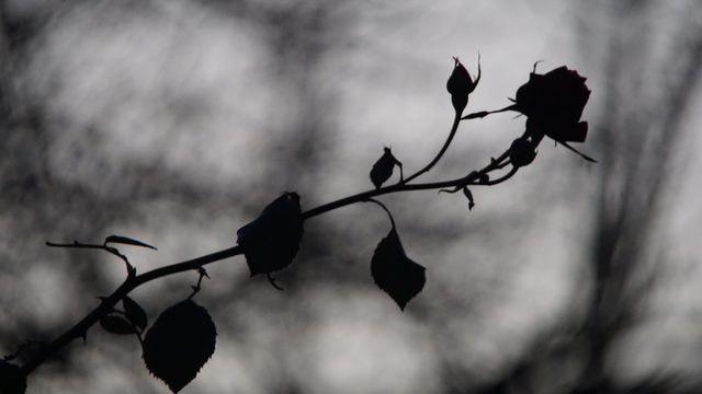 einzelner Rosenzweig in fast vollständig schwarz-monochrom, dahinter verwaschen weitere Zweige und grauer Hintergrund