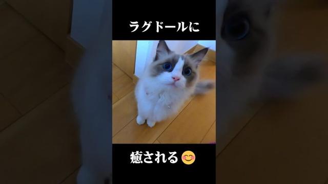 ラグドールに癒される　その１ #ラグドール #猫 #癒し #キャットタワー