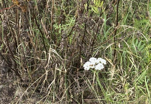 Eine Seidenbiene, Gattung Colletes, sitzt auf Blüten von Achillea, also Gemeiner Schafgarbe.
