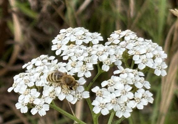 Eine Seidenbiene, Gattung Colletes, sitzt auf Blüten von Achillea, also Gemeiner Schafgarbe.