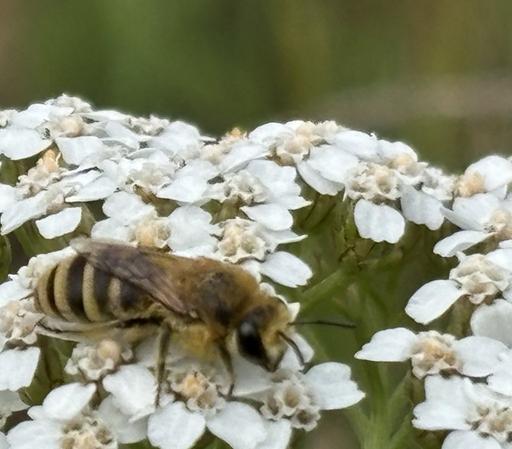 Eine Seidenbiene, Gattung Colletes, sitzt auf Blüten von Achillea, also Gemeiner Schafgarbe.