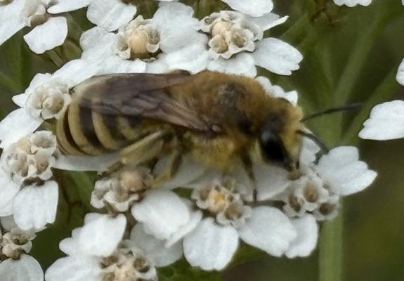 Eine Seidenbiene, Gattung Colletes, sitzt auf Blüten von Achillea, also Gemeiner Schafgarbe.