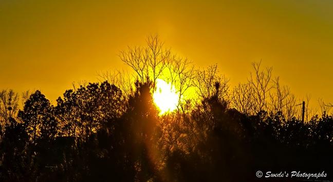 "A golden sun hovers low behind a jagged line of trees, casting a warm, amber glow across the sky. The light is rich and saturated—more molten than pastel—filling the upper half of the image with a dense, honeyed radiance. The trees form a dark silhouette, each trunk and branch sharply etched against the brightness. Some trees stand bare, their limbs reaching like skeletal fingers; others are fuller, cloaked in leaves that blur slightly at the edges. The horizon is uneven, almost like a torn edge of paper, where the forest meets the sky.

There’s no visible ground—just the vertical drama of tree forms and the horizontal wash of light. The sun itself is partially obscured, a glowing orb peeking through the branches, not blinding but insistent. It feels like a moment caught between breath and exhale—either the end of day or the beginning, depending on your mood. The image is signed in the bottom right corner: “© Swede’s Photographs,” a quiet nod to the artist’s presence.

The overall mood is reverent and still. It’s not a spectacle—it’s a threshold." - Copilot