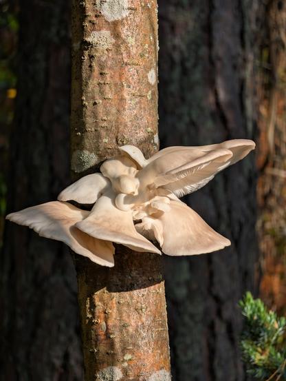 Um cogumelo pleurotus a nascer num tronco de cerca de 20cm de diâmetro.