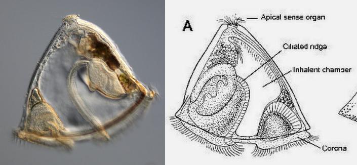 Side by side images of a distinctly triangular microscopic organism. On the left is a microscope image of a brown, mostly transparent bell shape with organelles inside and cilia around the edge (CC BY-SA 4.0). On the right is an anatomy diagram of the same organism with labels of: apical sense organ, ciliated ridge, inhalent chamber,  and corona at the bottom. Taken from Hayward & Ryland (1998).