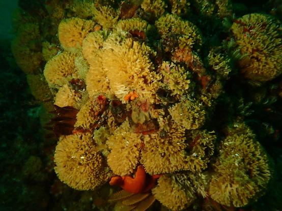 image/jpeg a clump of bright yellow-orange feathery balls are seen in an underwater photo on a reef. Bryozoans at Kreef Reef, Peter Southwood (CC SA 4.0)