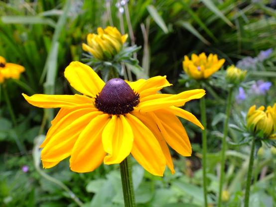 Rudbeckia, a large many petalled yellow flower with a large fuzzy cone in the centre. The background has other rudbeckia slowly opening their flowers