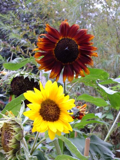 Two sunflowers, one above the other. The large orange flower above the other, a small shiny-green fly sits central in the flowerhead. The petals are oramge and tipped in yellow.

The sunflower beneath is a bright yellow, almost a beacon compared to the other.