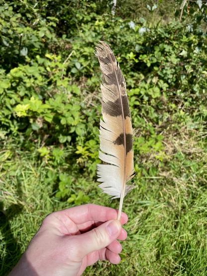 Primary flight feather from wing of Long-Eared Owl