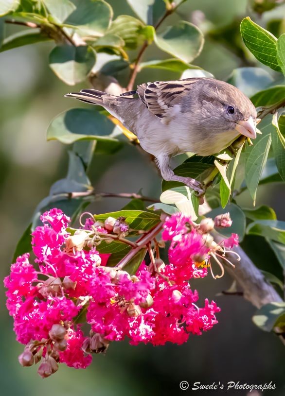 "A small bird perches near a blooming crepe myrtle flower, her posture alert but unhurried. She is a female house sparrow (Passer domesticus)—compact and sturdy, with a short, conical beak built for cracking seeds. Her plumage is modest and practical: soft browns and warm grays, with subtle streaks along her back and wings. Unlike the male, she wears no black bib or chestnut crown—just a gentle wash of color that blends easily into the landscape. Her eye is dark and round, set in a pale stripe that runs behind it like a quiet accent. Beside her, the crepe myrtle blooms in clustered bursts—petals crinkled like tissue paper, likely in shades of pink or lavender. The flower’s texture is delicate, almost frothy, and its branching structure reaches into the frame like a soft exclamation. The contrast between bird and bloom is gentle, not dramatic: muted feathers against vibrant petals, stillness beside flourish. The background is likely dappled with filtered light, giving the scene a sense of intimacy. There’s no spectacle here—just a moment of quiet coexistence. A bird and a bloom, each doing what they do best." - Copilot