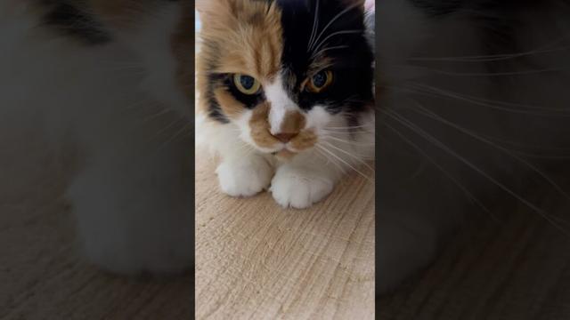 お尻ポンポン中に鳴きながら前に進むパンク【メインクーン】