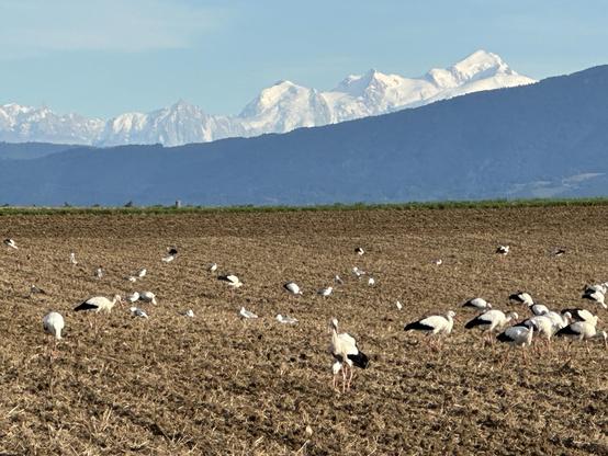 Champ fraîchement labouré avec plein de cigognes qui se régalent. Au loin, on voit le Mont Blanc.