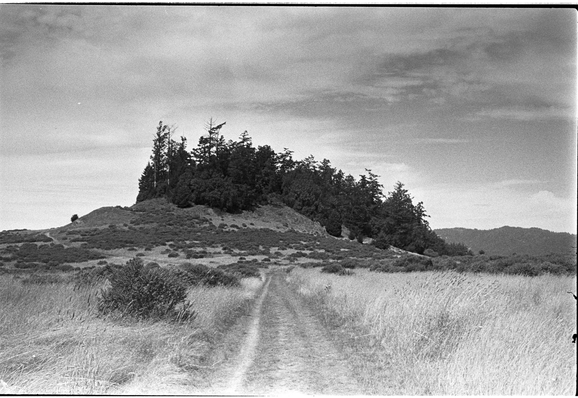 A black and white landscape photo of a dirt track heading toward a stand of fir trees against a dramatic cloudy sky.  It's dry and light grass all around the non-tree area.