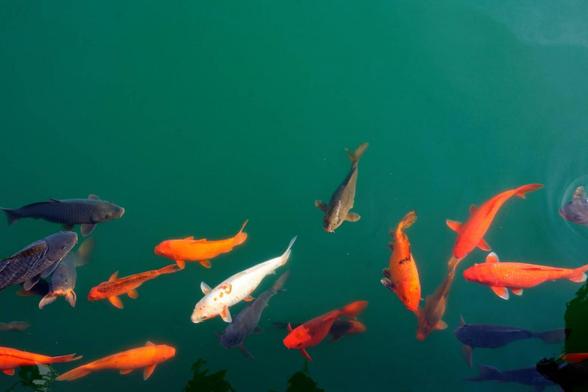 Peces de todos los colores en un estanque (Getty Images)