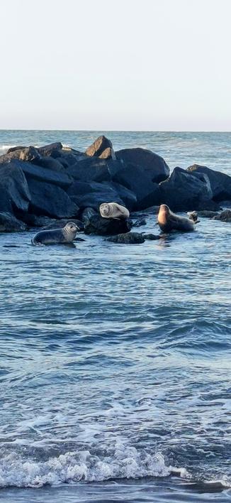 3 Seehunde auf Felsen im Meer