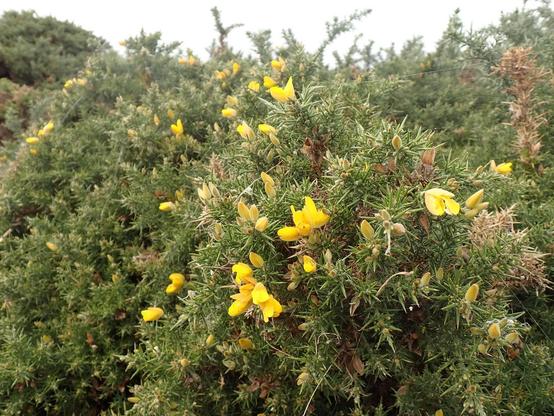 Yellow flowers of gorse. Big bush by the roadside.