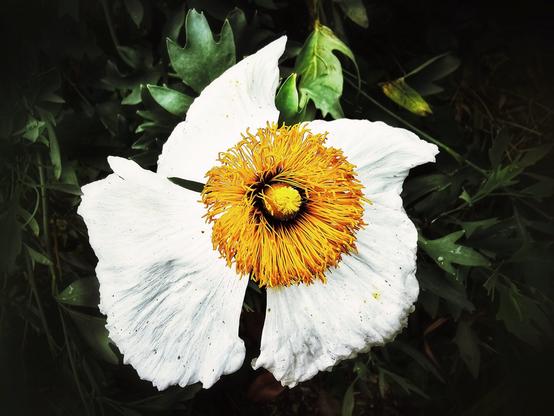 A close-up, high-contrast shot of a white poppy flower with a vibrant yellow and orange centre. The petals are soft and crinkled, with a dark, blurred background of leaves and shadows. The centre of the flower is a striking mass of fine, bright filaments.