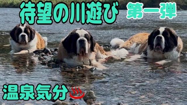 【セントバーナード】待望の川遊びでまさかの温泉気分？と思ったら、とと君運動不足を解消。とと君の水を掻く手が大きくて迫力満点。
