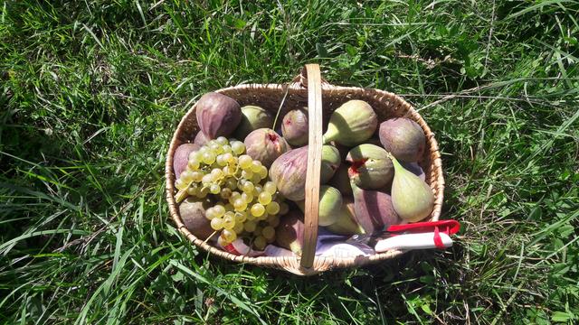 Sur fond de prairie, un panier en osier contenant de nombreuses figues rouges, quelques petites grappe de raisin et une epinette (secateur a bout rond) a maznche rouge et blanc