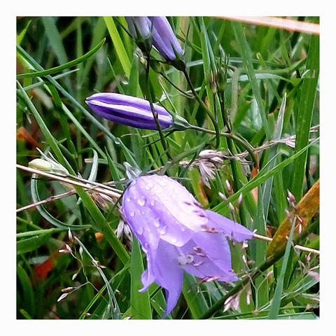 Beautiful blue forest bellflowers in a setting of lush green grasses. One blossom is fully bloomed and covered with drops of morning dew. Three more buds on slender stems above the blossom. Dingdongding the sound of the forest 🔔