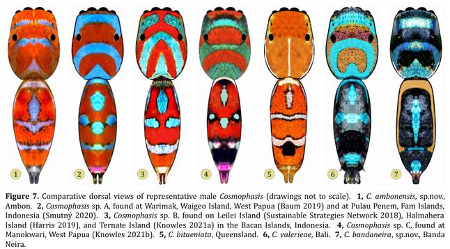 Figure 7. Comparative dorsal views of representative male Cosmophasis (drawings not to scale). 1, C. ambonensis, sp.nov.,
Ambon. 2, Cosmophasis sp. A, found at Warimak, Waigeo Island, West Papua (Baum 2019) and at Pulau Penem, Fam Islands,
Indonesia (Smutný 2020). 3, Cosmophasis sp. B, found on Leilei Island (Sustainable Strategies Network 2018), Halmahera
Island (Harris 2019), and Ternate Island (Knowles 2021a) in the Bacan Islands, Indonesia. 4, Cosmophasis sp. C, found at
Manokwari, West Papua (Knowles 2021b). 5, C. bitaeniata, Queensland. 6, C. valerieae, Bali. 7, C. bandaneira, sp.nov., Banda
Neira.