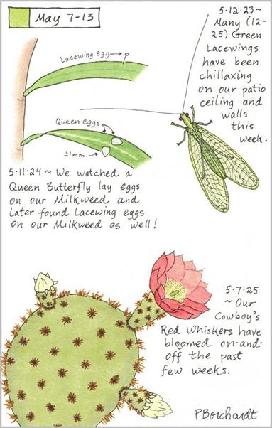 My 2025 Perpetual Journal watercolor and pen art of a Cowboy's Red Whiskers prickly pear cactus with a red flower; my 2024 Perpetual Journal watercolor and pen art of tiny Queen Butterfly eggs on a Milkweed leaf; & my 2023 Perpetual Journal watercolor and pen art of a Lacewing, all in Tucson, AZ.