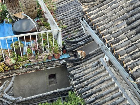 An orange and white cat stares at us from the same kind of old-style Chinese roof as the first image. On the left is a balcony with a hanging chair, and some plants.