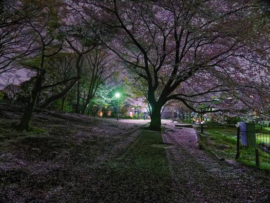A view of a small park in Tokyo at night with cherry tress and with cherry blossoms covering the ground