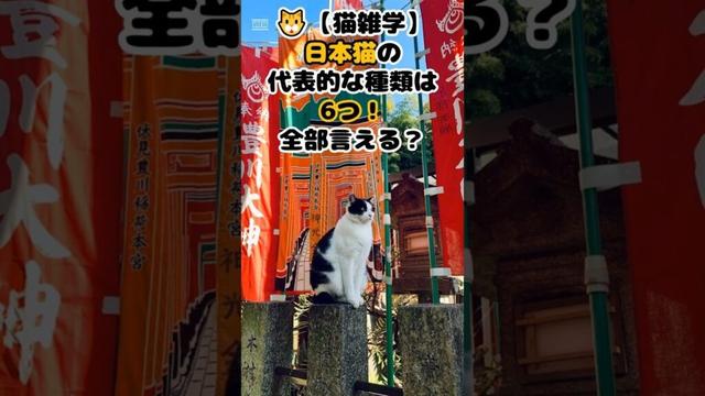 🐱【猫雑学】日本猫の代表的な種類は6つ!全部言える? #shorts #雑学 #豆知識 #ねこ #猫のいる暮らし #cat #四国めたん