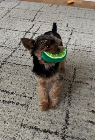 A tiny black and tan Yorkshire Terrier poses excitedly, his tail erect, on a beige living room carpet. In his mouth is a small lime wedge plush toy, seeming to form a Cheshire Cat-like smile.