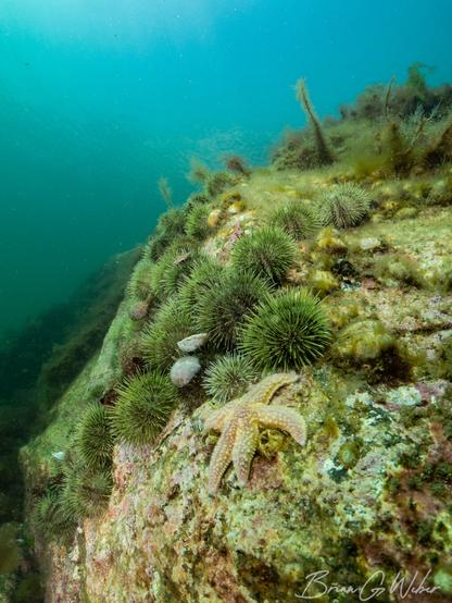 Green urchins on a granite wall - the visibility was incredible