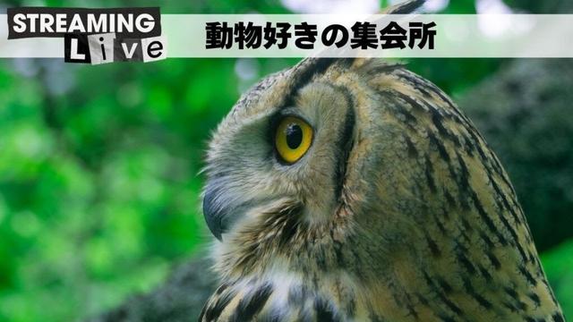 【雑談枠】動物好きの暇つぶし集会所