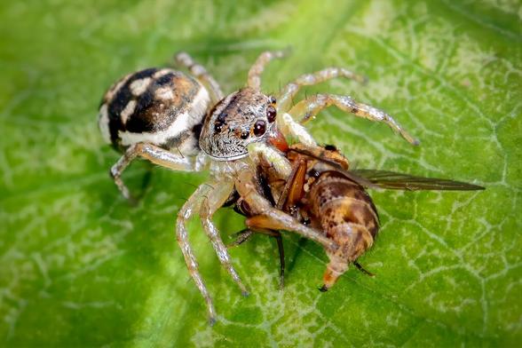 Macro : araignée sauteuse du genre Cosmophasis vue de face sur une feuille verte veinée. Grands yeux noirs brillants, pattes claires; elle tient une mouche brune aux ailes légèrement irisées entre ses chélicères. Photo prise dans un jardin de Nouméa.