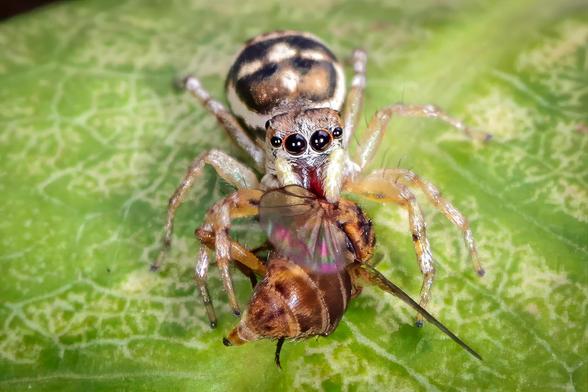 Macro : araignée sauteuse du genre Cosmophasis vue de face sur une feuille verte veinée. Grands yeux noirs brillants, pattes claires; elle tient une mouche brune aux ailes légèrement irisées entre ses chélicères. Photo prise dans un jardin de Nouméa.