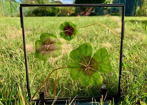 clover leaves preserved in a glass picture frame.