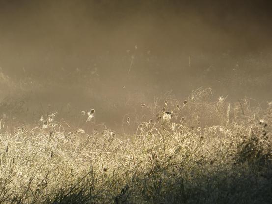 Gräser in der Wiese. Sie glänzen in der Morgensonne, der Morgentau glitzert. Man sieht auch benetzte Spinnweben. Im Hintergrund erkennt man noch Dunstschwaden aufsteigen.