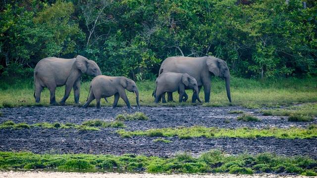 #Forests cool the planet, like natural #aircon. What happens when you cut them down? #Deforestation heats areas up to 4.5℃! Keep forests standing for #people and animals! #Boycottpalmoil 🌴🪔🧐🙊⛔️ #BoycottGold 🥇🪙🧐🙊🚫 #Boycott4Wildlife @palmoildetect.bsky.social  https://palmoildetectives.com/2022/08/14/without-tropical-forests-global-temperatures-would-be-1c-warmer/?utm_source=mastodon&utm_medium=Palm+Oil+Detectives&utm_campaign=publer