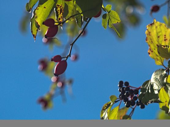 Coulor photo of autum Berrys against the sky