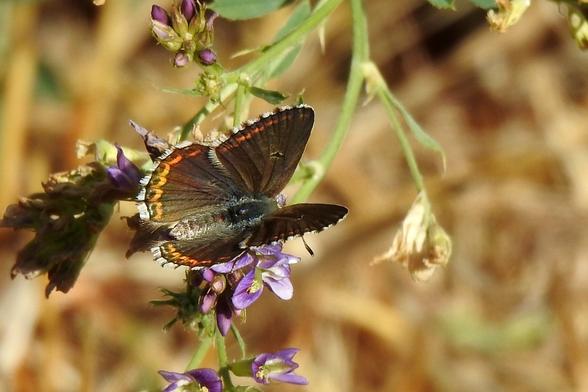 Plano corto de una mariposa libando sobre una flor de alfalfa. Aparece de espaldas a la cámara, con las alas semiabiertas, mostrando los tonos oscuros de su anverso. Una línea anaranjada corre cerca del borde de sus alas. El mismo borde es de color blanquecino, y presenta una mancha más oscura en el centro de las alas superiores. El cuerpo es peludo y también oscuro. El fondo es borroso de color crema claro.