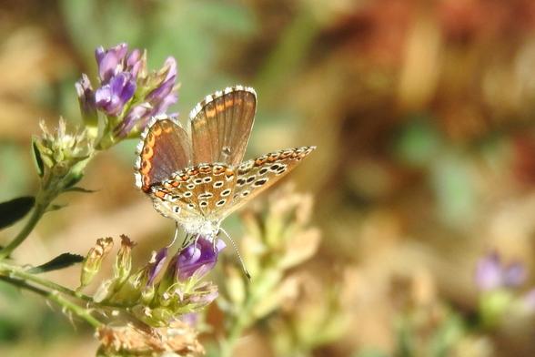 La misma mariposa que se ha girado mientras libaba. Ahora se aprecia el reverso de una de sus alas, que muestra la línea anaranjada del borde, y la superficie moteada con puntos oscuros sobre fondo claro, rodeados de un halo blanco. El cuerpo por debajo es blanquecino y peludo. Las antenas son blancas y negras alternando hasta la punta, que se ensancha y es de color oscuro con la punta clara. Se aprecia un ojo por poco, pero se puede ver que es negro. Es un ejemplar hembra e Polyommatus bellargus. El fondo es borroso.