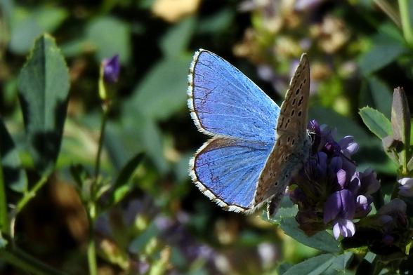 Otra mariposa en plano corto y mostrando el anverso y el lateral de un ala, pero esta vez sus colores cambian a azul celeste intenso. El borde del ala es blanco, separado del azul por una nítida línea de color negro. La poca superficie del reverso del ala que se ve, permite distinguir el identificativo patrón moteado de la especie (Polyommatus bellargus) sobre tonos crema o canela. El ejemplar corresponde a un macho. El fondo es borroso de color verde por la hierba cercana.
