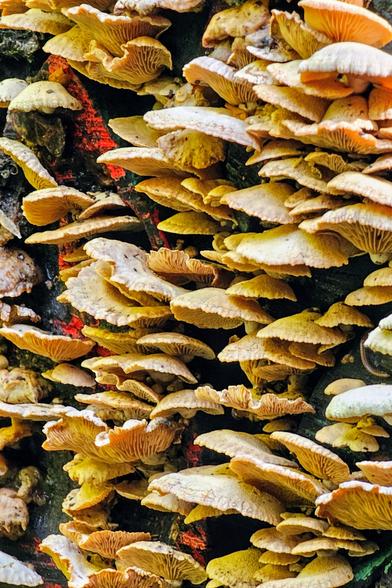 A macro shot showing a dense cluster of yellow and white mushrooms growing on the side of a tree trunk. The mushrooms have a delicate, ruffled appearance, with some showing a pale orange hue on their undersides. The background is a dark, rough tree bark with patches of deep red and black.
